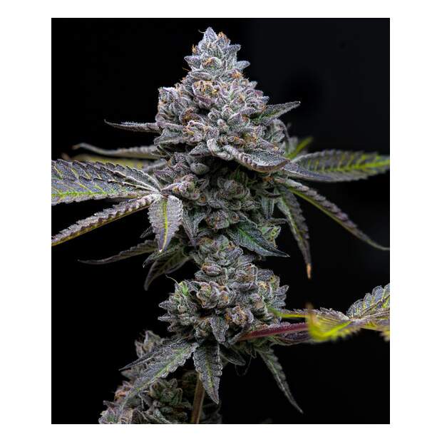 Barneys Farm Apple Fritter 5 Stk feminisiert