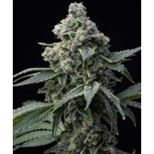 Barneys Farm Bruce Banner