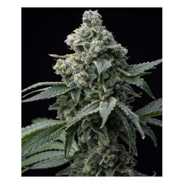 Barneys Farm Bruce Banner 10 Stk feminisiert