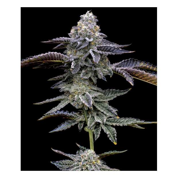 Barneys Farm Blue Dream 3 Stk feminisiert
