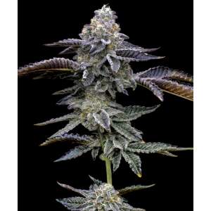 Barneys Farm Blue Dream 3 Stk feminisiert