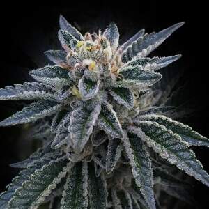 DNA Genetics 3Peat