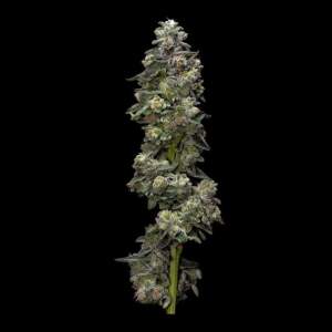 DNA Genetics Bakers Delight