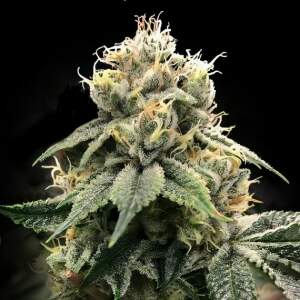 DNA Genetics Chocolate Truffle Shuffle