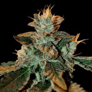 DNA Genetics Cataract Kush
