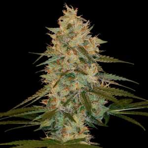 DNA Genetics Chocolope Kush