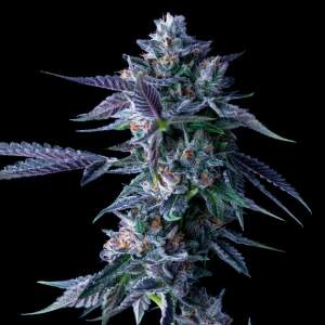 DNA Genetics Chocolope
