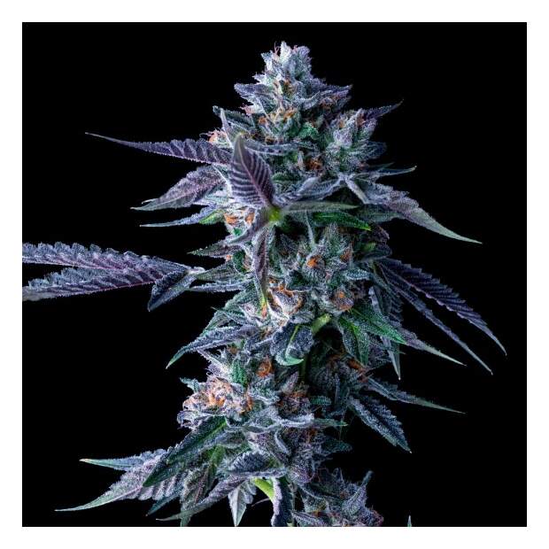 DNA Genetics Chocolope 5 pcs feminised