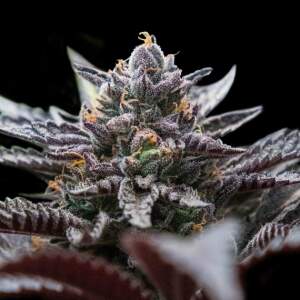 DNA Genetics Double Stuffed Sorbet