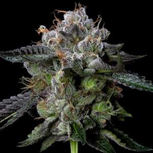 DNA Genetics Four Prophets