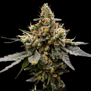 DNA Genetics Gaz Money
