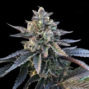 DNA Genetics Gelato Sorbet