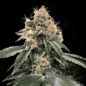 DNA Genetics HG23 aka Michael Jordan