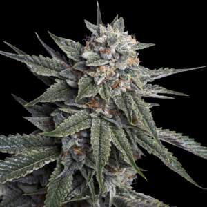 DNA Genetics Holy Grail Kush