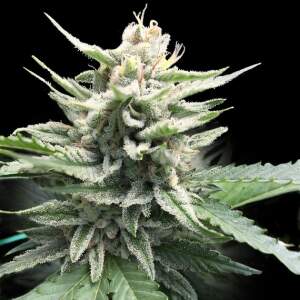 DNA Genetics Honey Banana S1