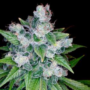 Reserva Privada Kandy Kush