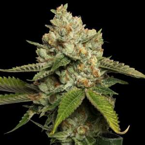 DNA Genetics Kosher Kush