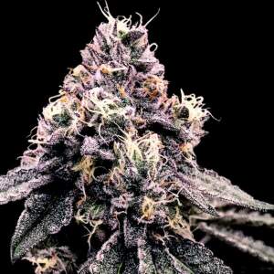 DNA Genetics Kosher Pie