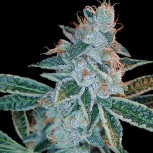DNA Genetics Lemon OG Kush