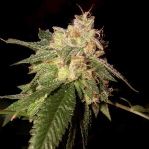 Reserva Privada OG Kush