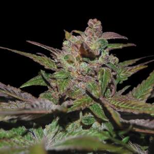 Reserva Privada Purple Wreck
