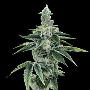 DNA Genetics Recon 2.0