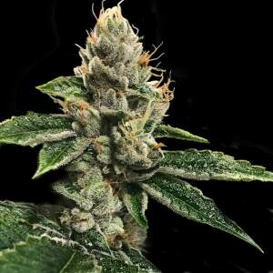 DNA Genetics RP 43 aka Richard Petty