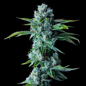 Reserva Privada Skywalker Kush