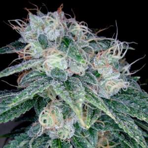 Reserva Privada Sour Diesel