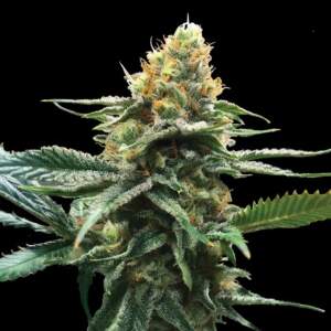 DNA Genetics Sour Sorbet