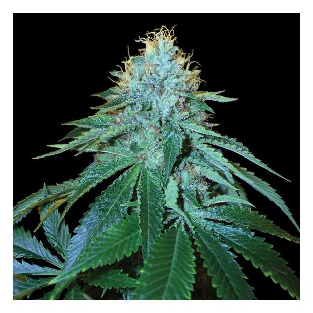 Reserva Privada The OG #18 10 Stk feminisiert