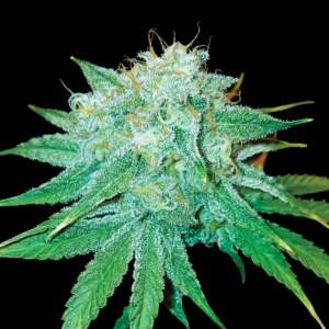 DNA Genetics The Stinking Rose