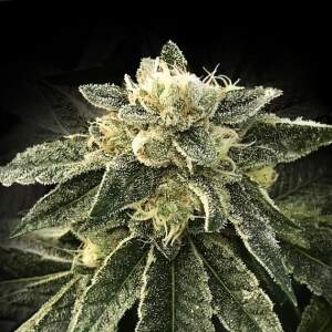 DNA Genetics White Chocolope