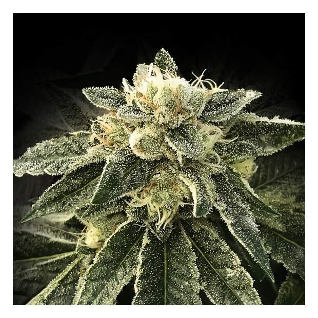 DNA Genetics White Chocolope 10 Stk feminisiert
