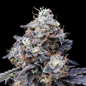 DNA Genetics MACmelon Auto
