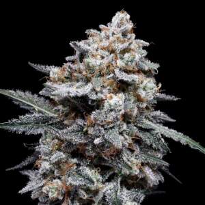DNA Genetics Patrick Swayze Auto