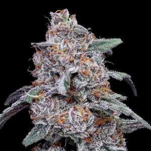 DNA Genetics Purple People Eater Auto