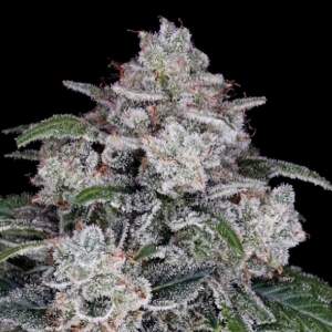 DNA Genetics Return of the MAC Auto