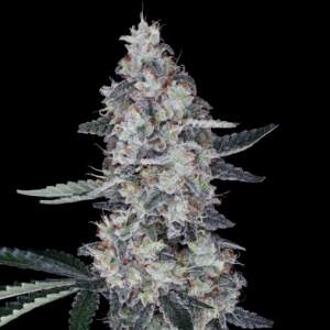 DNA Genetics Watermelon Man Auto