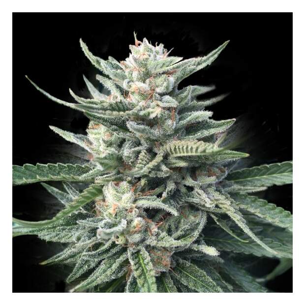 DNA Genetics Chocolope 256 10 pcs regular