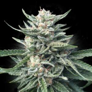 DNA Genetics Chocolope 256 10 Stk regular