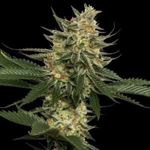 DNA Genetics Tangie