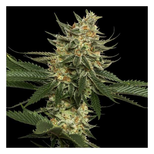 DNA Genetics Tangie 10 Stk regular