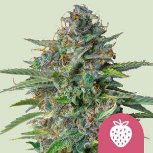 Royal Queen Seeds Strawberry Cough 3 Stk feminisiert