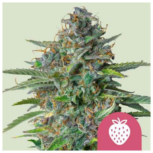 Royal Queen Seeds Strawberry Cough 5 Stk feminisiert