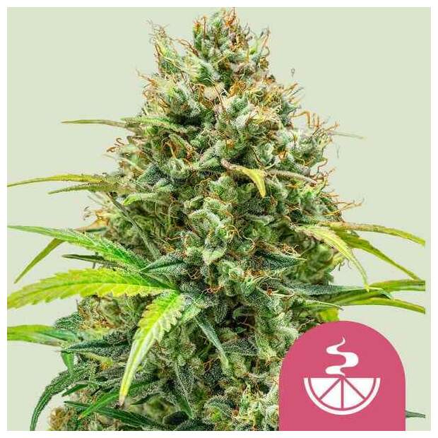 Royal Queen Seeds Lemon Skunk