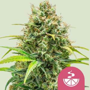Royal Queen Seeds Lemon Skunk