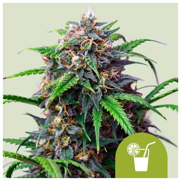 Royal Queen Seeds Purple Lemonade Auto 3 Stk feminisiert