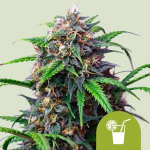 Royal Queen Seeds Purple Lemonade Auto 5 Stk feminisiert
