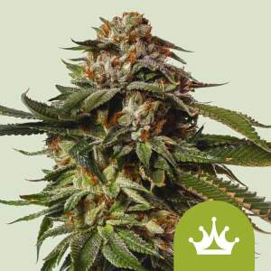 Royal Queen Seeds Special Queen #1 Auto